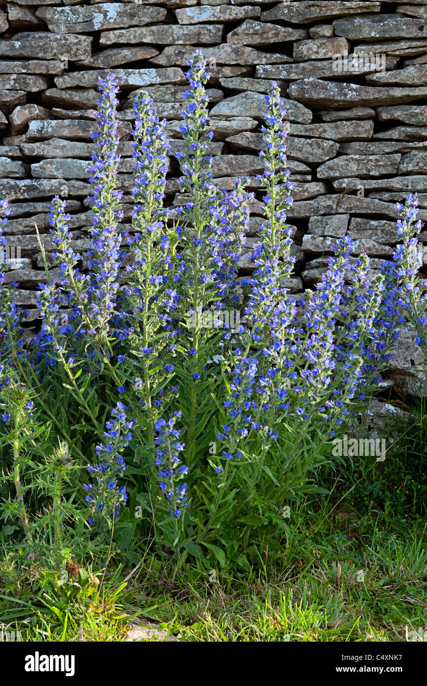 L'Echium vulgare Vipérine commune Viper contre un mur en pierre de Cotswold Banque D'Images