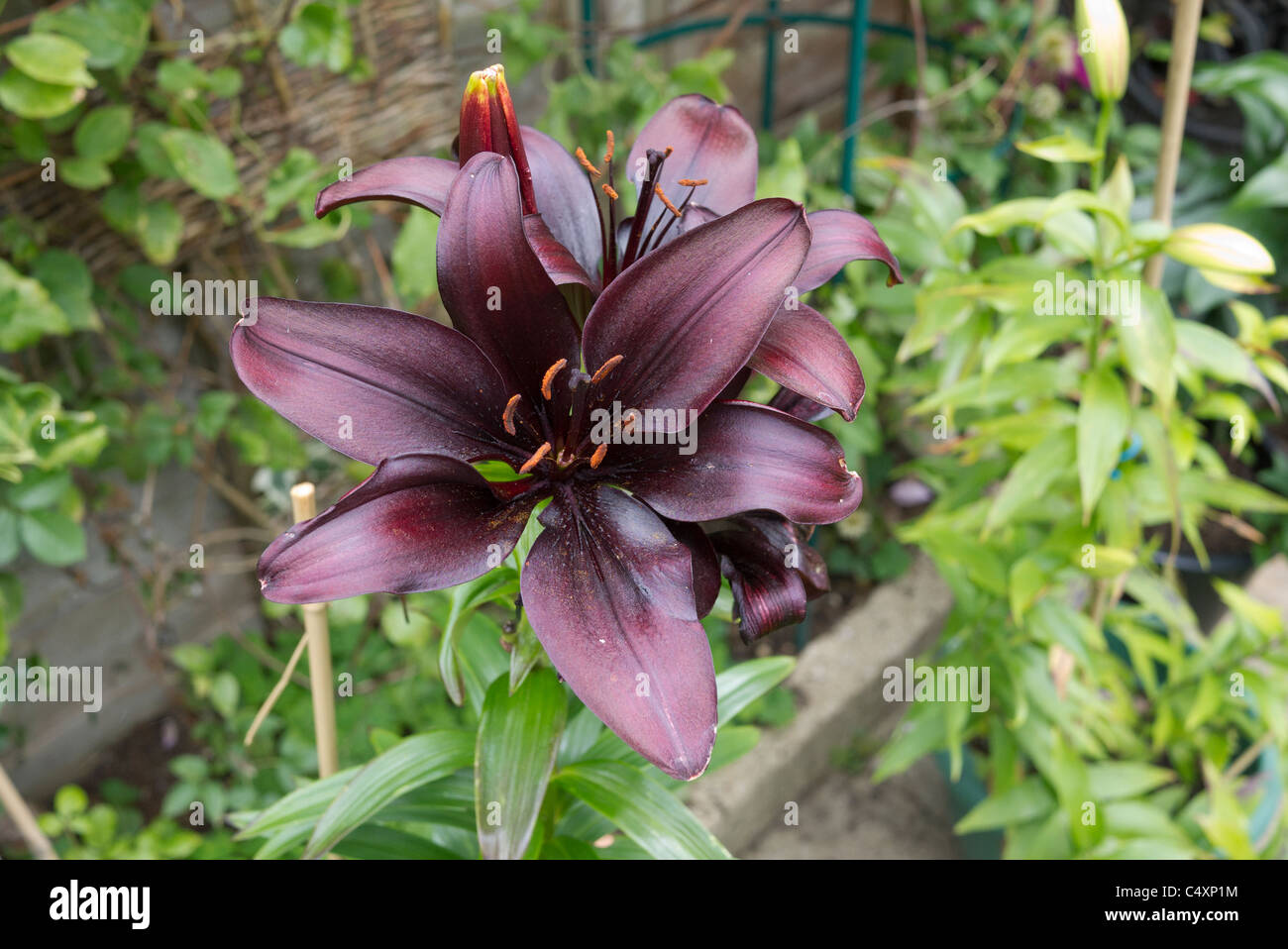 Lily Lilium Black Pearl flowers bloom Banque D'Images