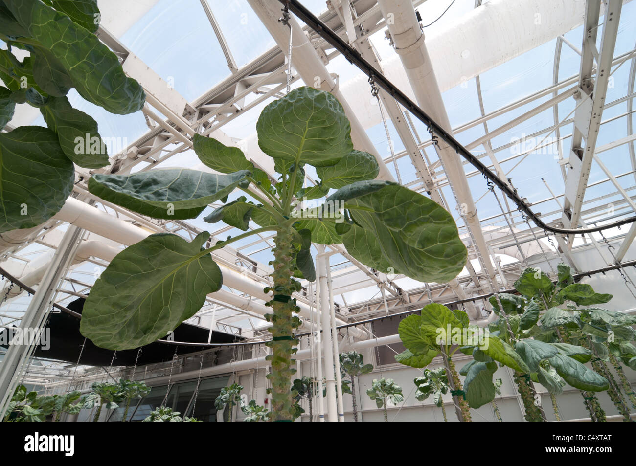 Le parc à thème Epcot Pavillon Terre Walt Disney World Resort Orlando la Floride le derrière La Tour & Graines vivant avec les terres d' Banque D'Images