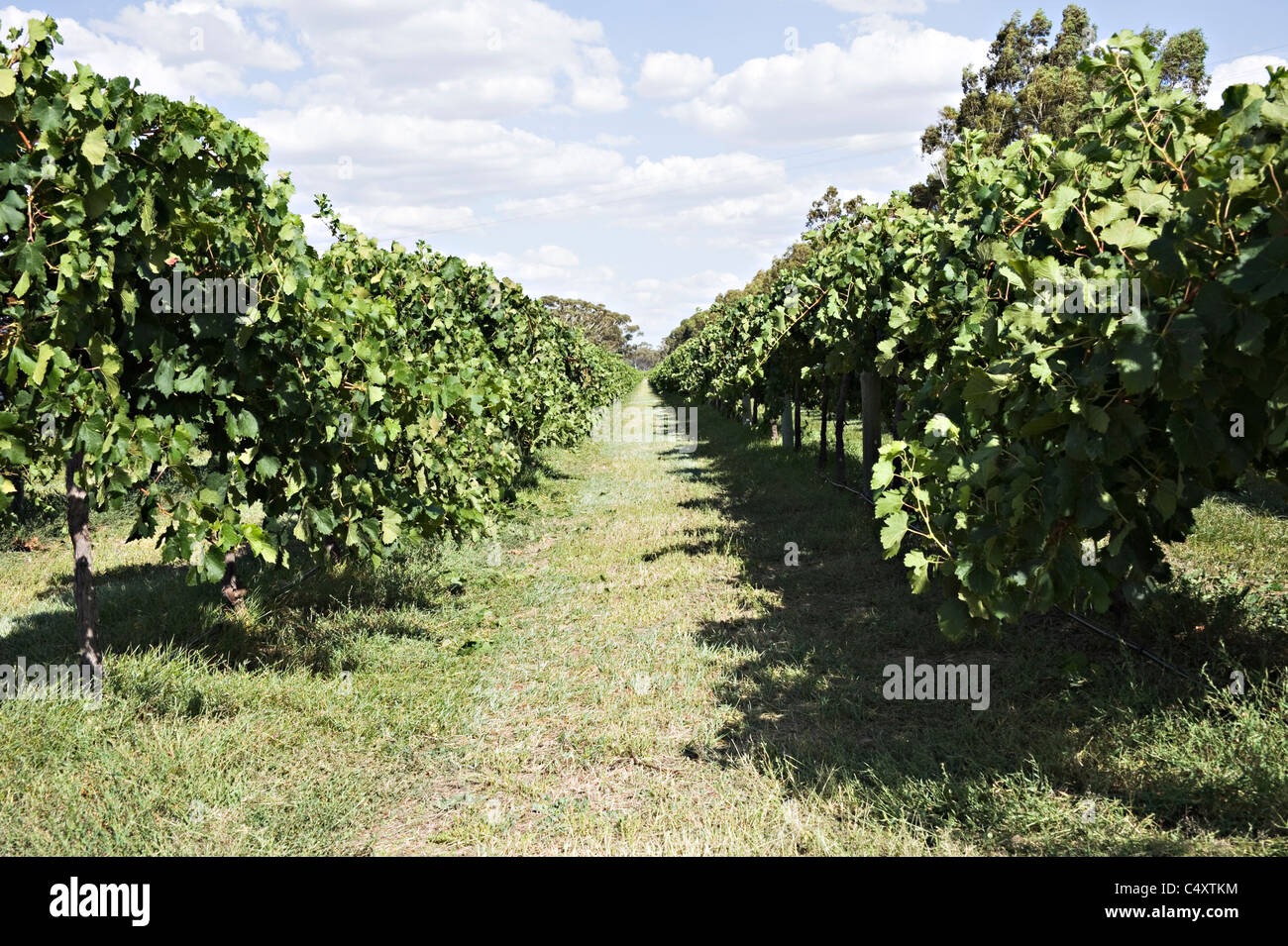 La maturation des raisins noirs sur la vigne dans un vignoble près de Padthaway dans l'Australie du Sud SA Banque D'Images