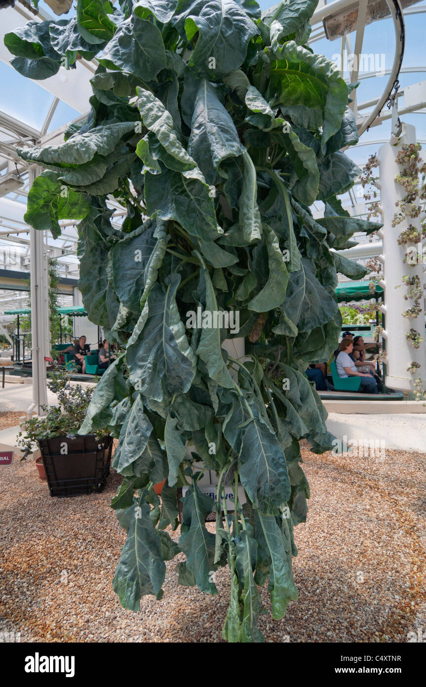 Le parc à thème Epcot Pavillon Terre Walt Disney World Resort Orlando la Floride le derrière La Tour & Graines vivant avec les terres d' Banque D'Images