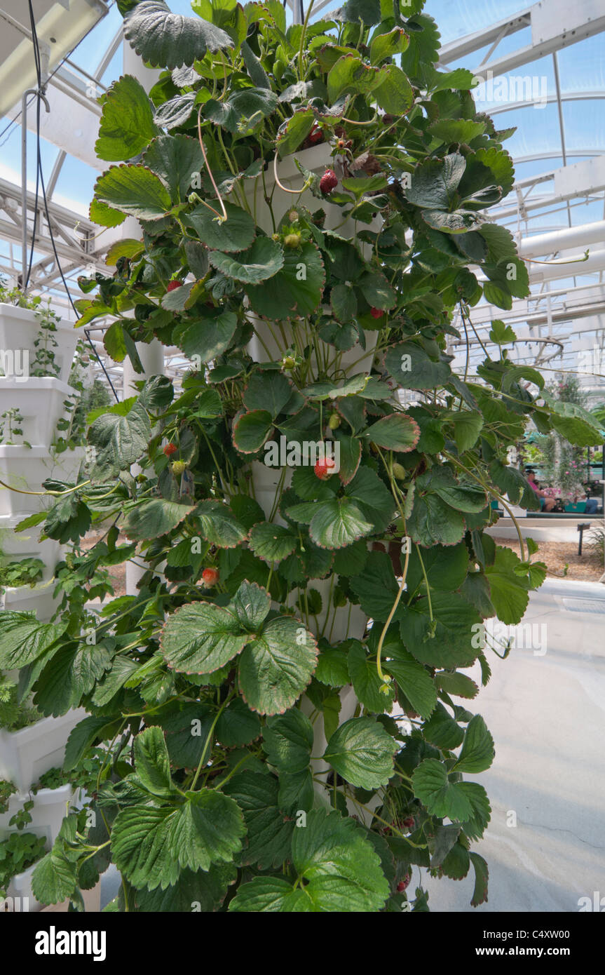 Le parc à thème Epcot Pavillon Terre Walt Disney World Resort Orlando la Floride le derrière La Tour & Graines vivant avec les terres d' Banque D'Images