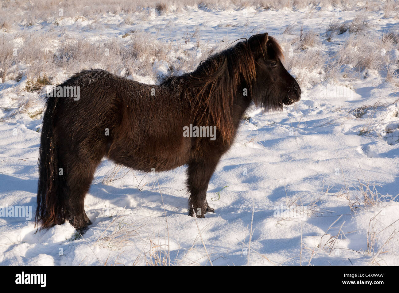 Un poney debout dans la neige fraîche avec winter sunshine Banque D'Images