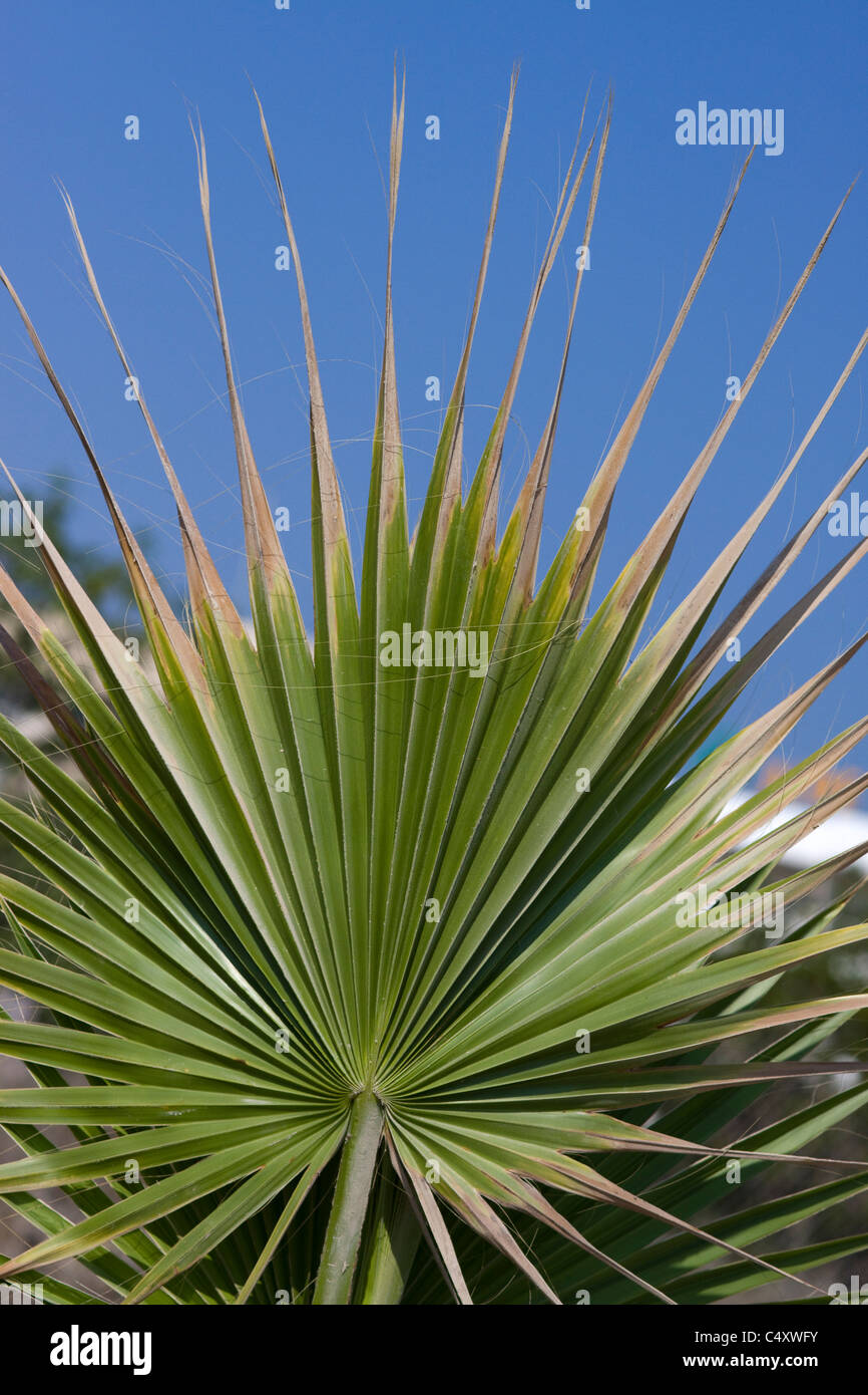 Trachycarpus fortunei (palmier de Paphos Chypre Banque D'Images