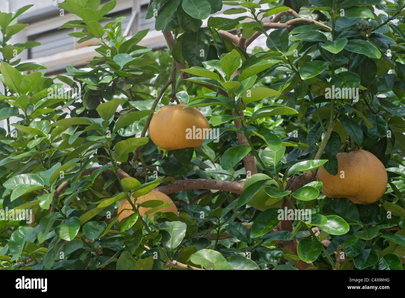 Le parc à thème Epcot Pavillon Terre Walt Disney World Resort Orlando la Floride le derrière La Tour & Graines vivant avec les terres d' Banque D'Images