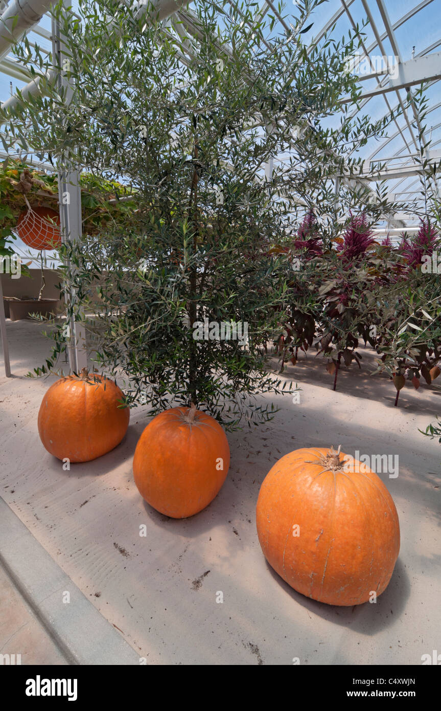 Le parc à thème Epcot Pavillon Terre Walt Disney World Resort Orlando la Floride le derrière La Tour & Graines vivant avec les terres d' Banque D'Images