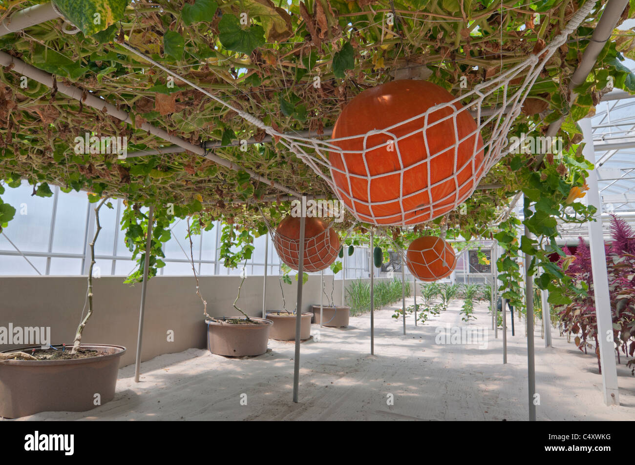 Le parc à thème Epcot Pavillon Terre Walt Disney World Resort Orlando la Floride le derrière La Tour & Graines vivant avec les terres d' Banque D'Images