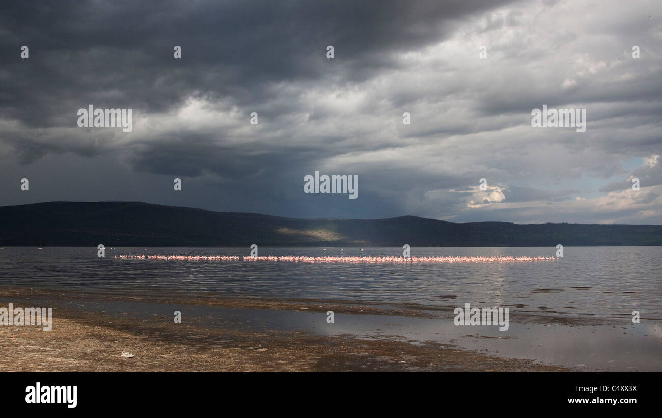 Nuages de tempête de recueillir plus de plus grands et moindres flamants rose au lac Nakuru Banque D'Images