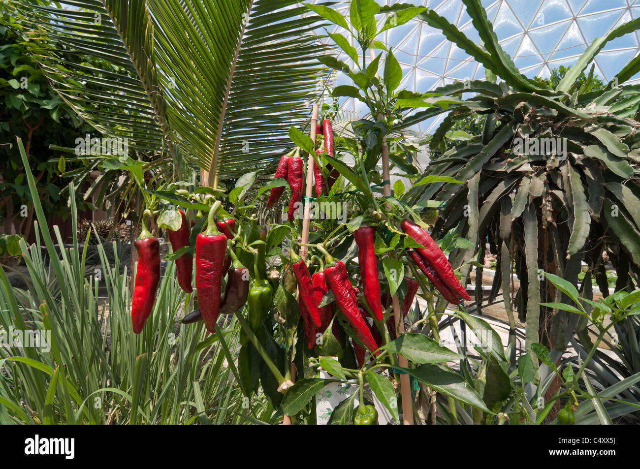 Le parc à thème Epcot Pavillon Terre Walt Disney World Resort Orlando la Floride le derrière La Tour & Graines vivant avec les terres d' Banque D'Images