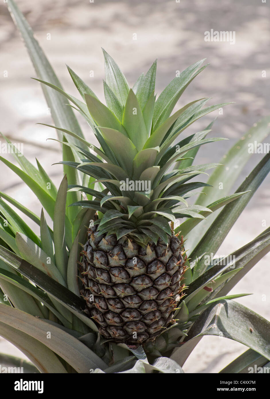 Le parc à thème Epcot Pavillon Terre Walt Disney World Resort Orlando la Floride le derrière La Tour & Graines vivant avec les terres d' Banque D'Images