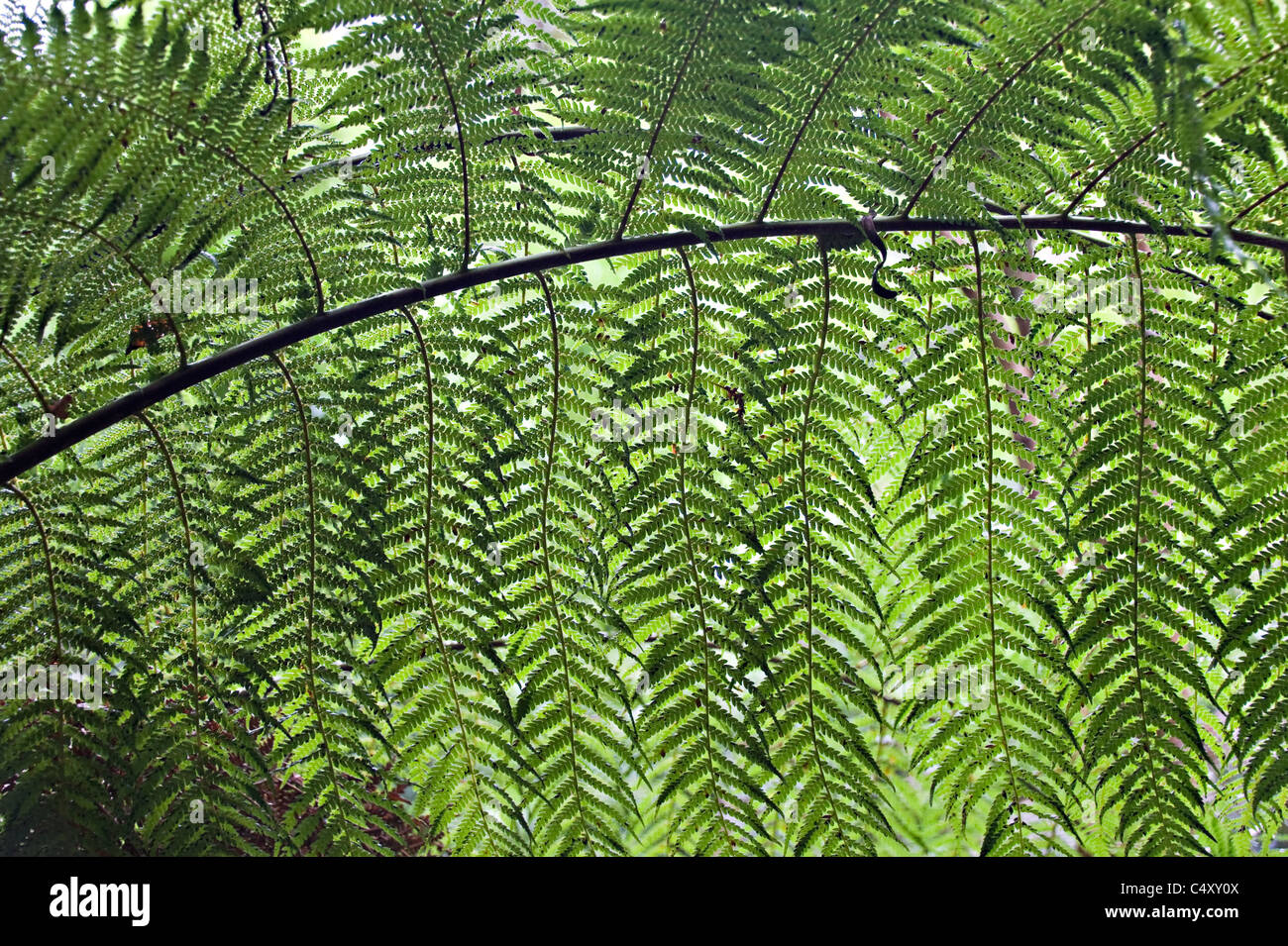 Australian Soft tree fern frondes et les feuilles dans la forêt à pied Maits Rest Victoria Apollo Bay Australie Banque D'Images