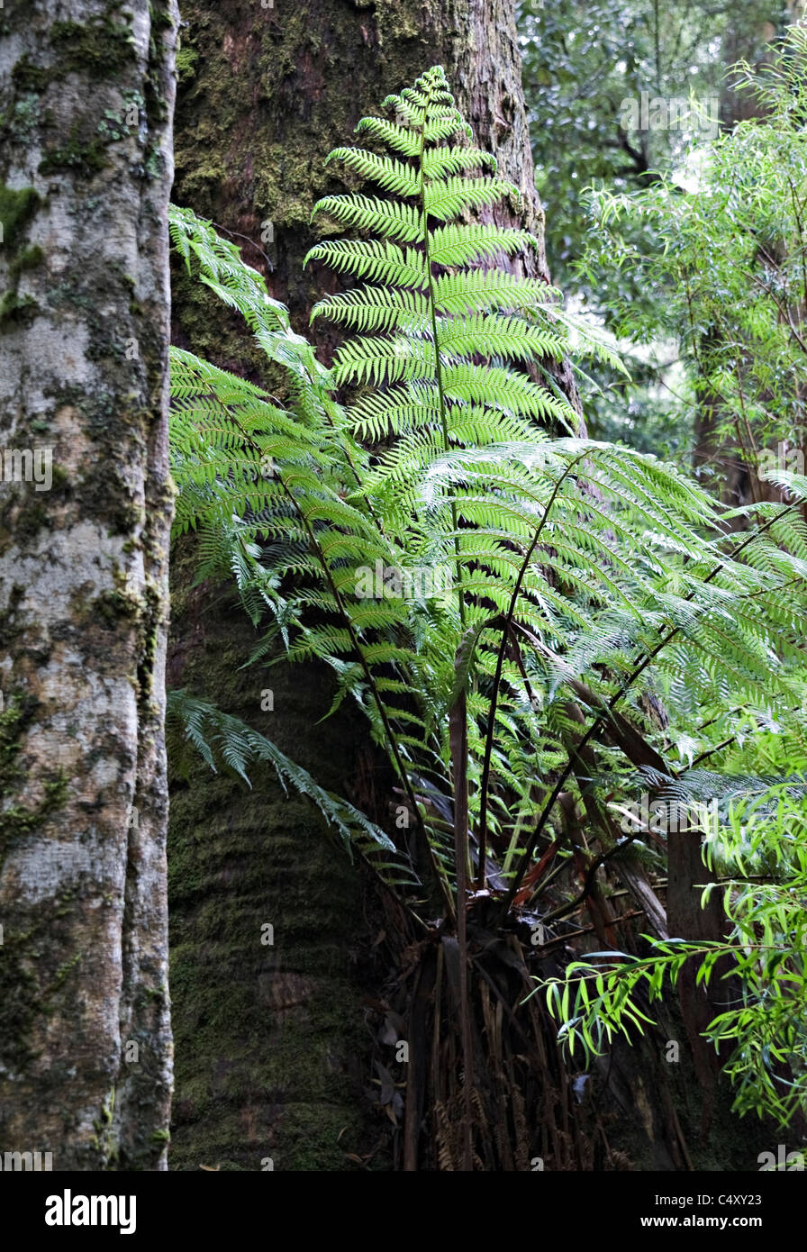 Australian Soft tree fern frondes et les feuilles dans la forêt à pied Maits Rest Victoria Apollo Bay Australie Banque D'Images