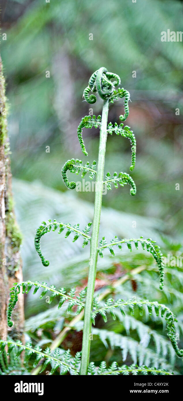 Australian Soft tree fern frondes et les feuilles dans la forêt à pied Maits Rest Victoria Apollo Bay Australie Banque D'Images