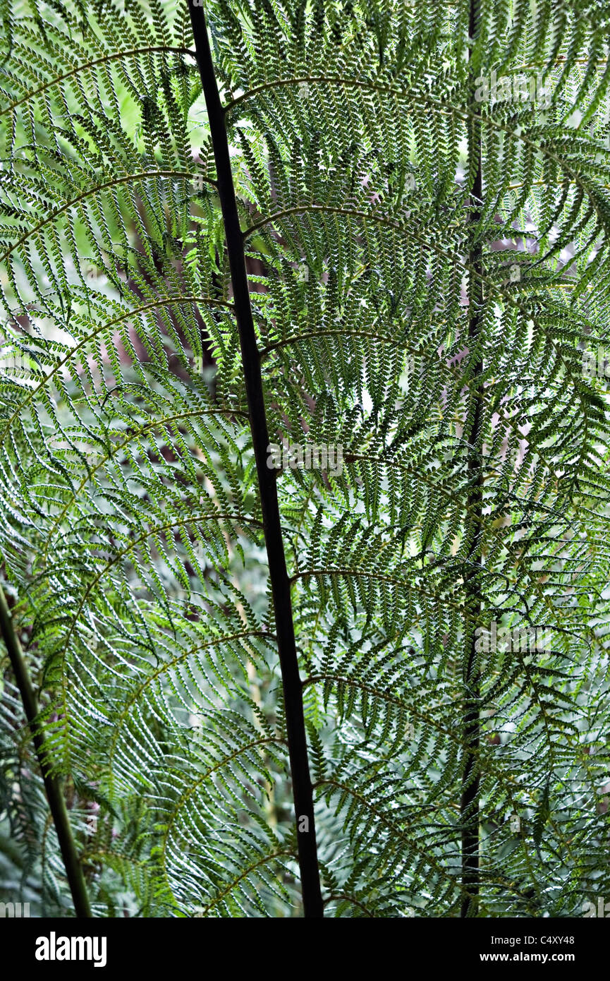 Australian Soft tree fern frondes et les feuilles dans la forêt à pied Maits Rest Victoria Apollo Bay Australie Banque D'Images