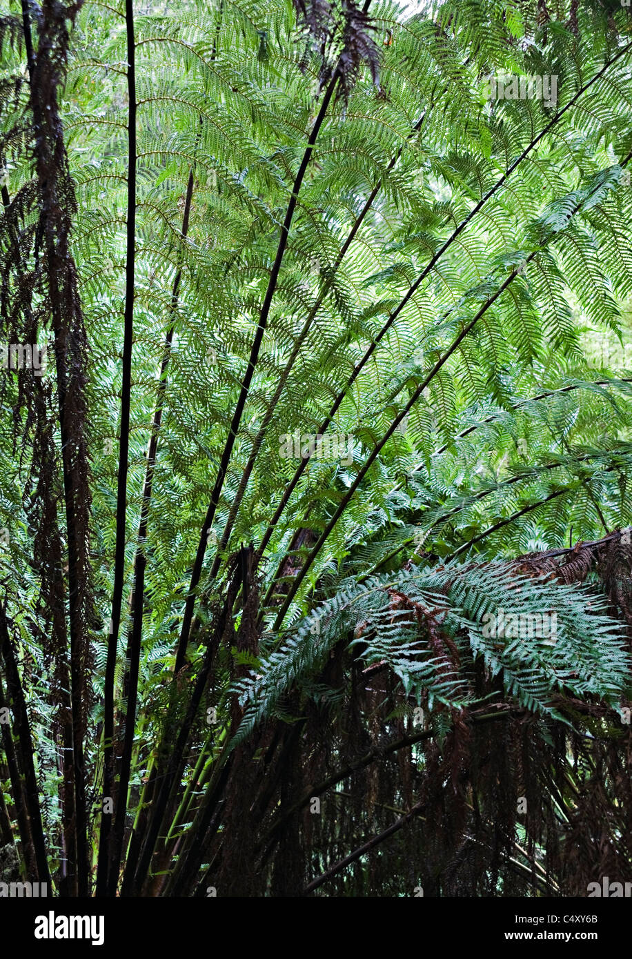 Australian Soft tree fern frondes et les feuilles dans la forêt à pied Maits Rest Victoria Apollo Bay Australie Banque D'Images
