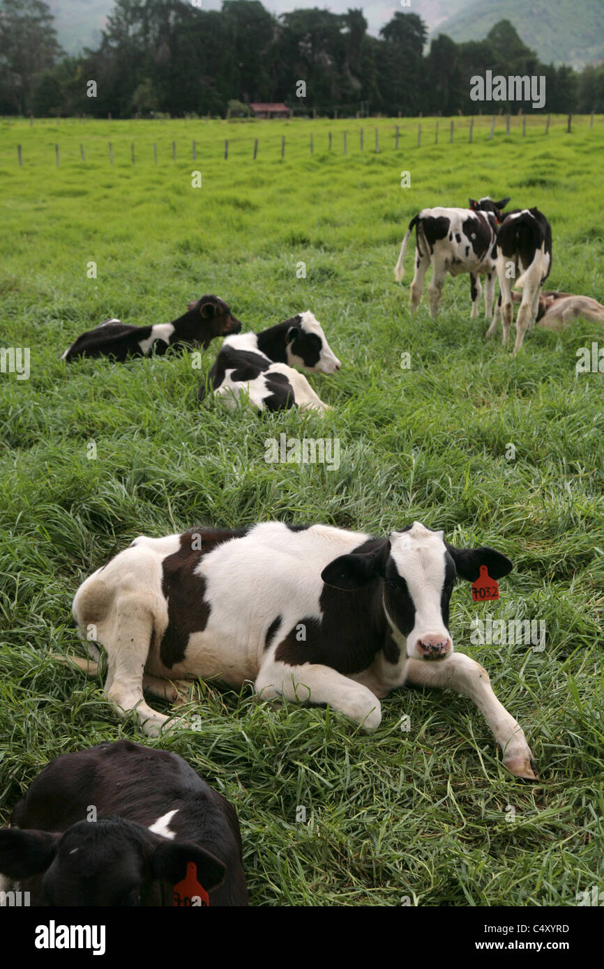 Le pâturage des bovins Holstein à Cerro Punta, Chiriqui, au Panama. Banque D'Images
