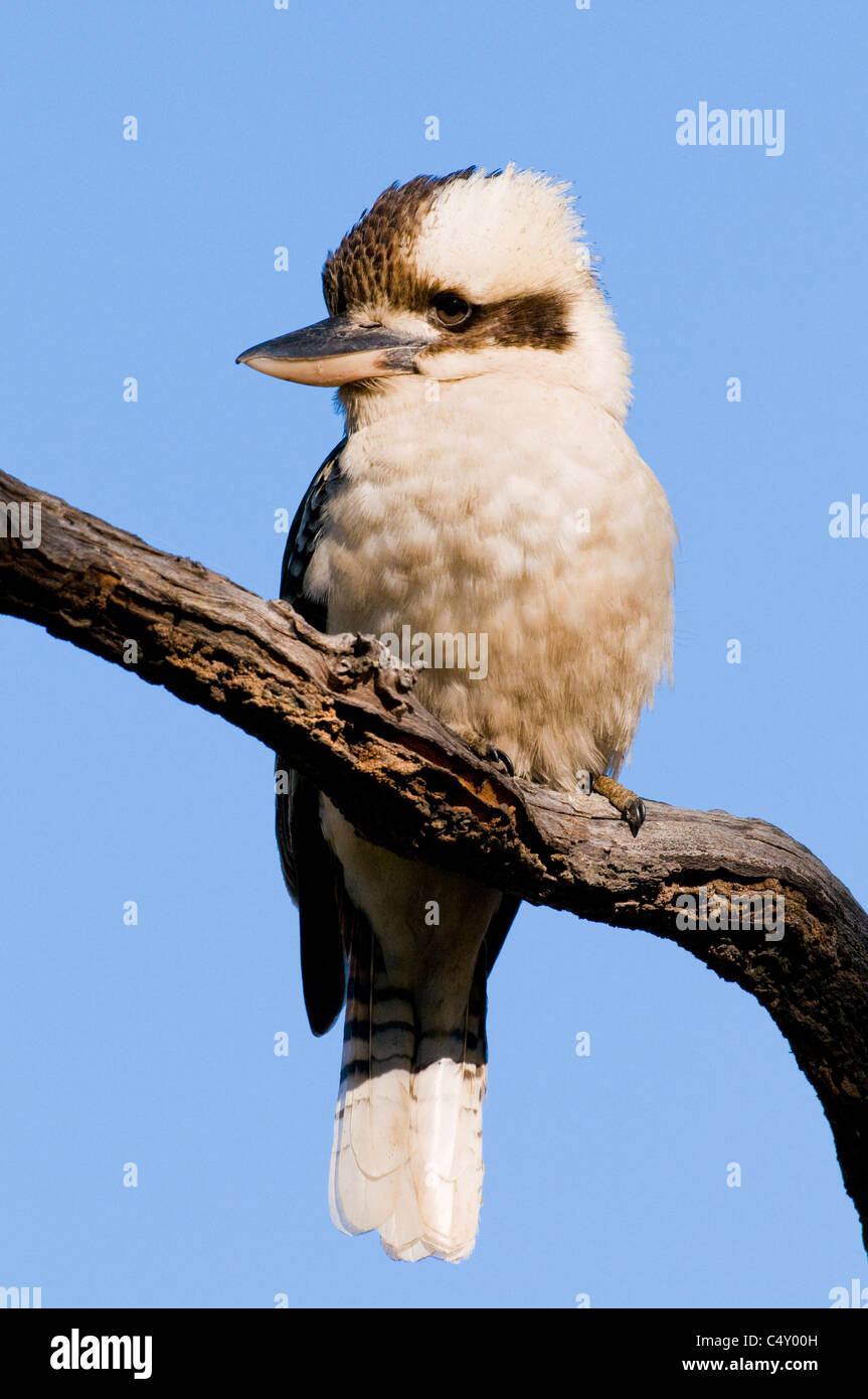 Laughing Kookaburra (Decelo novaeguineae) dans l'arbre à Undara National Park Australie Banque D'Images