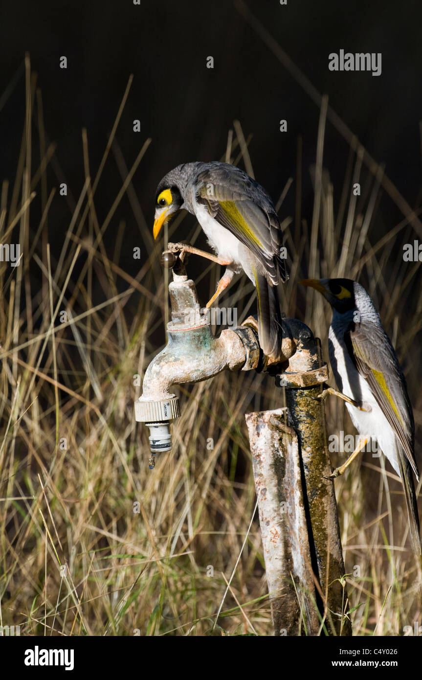 Noisy miner les oiseaux (Melorina melanocephala) figurant à son tour sur l'eau de robinet Undara National Park dans le Queensland en Australie Banque D'Images
