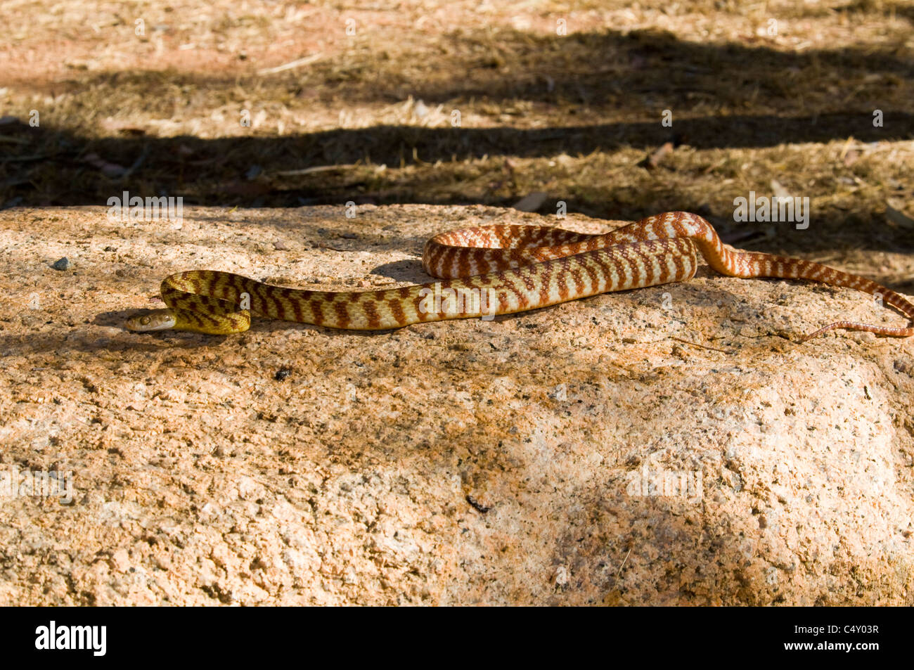 Serpent brun arboricole (Boiga irregularis) dans le nord du Queensland en Australie Banque D'Images