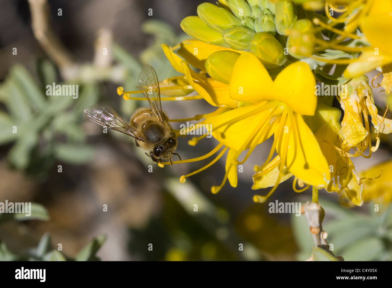 Un désert (Habropoda pallida) abeille pollinisant un maquis dans le désert de Mojave, en Californie. Banque D'Images