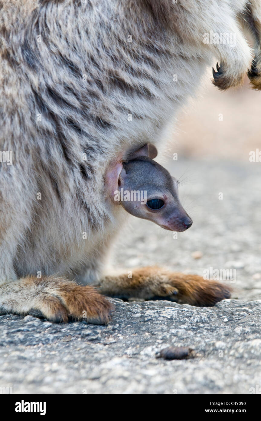 Sans ornement Mareeba rock wallaby (Petrogale inornata) avec Joey à Granite Gorge, dans le nord du Queensland en Australie Banque D'Images