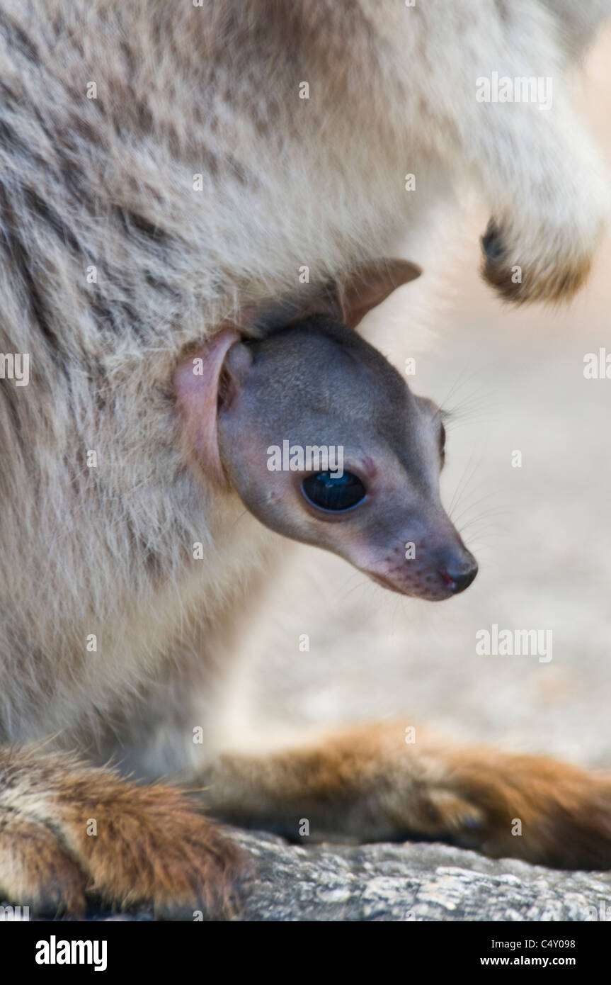 Sans ornement Mareeba rock wallaby (Petrogale inornata) avec Joey à Granite Gorge, dans le nord du Queensland en Australie Banque D'Images