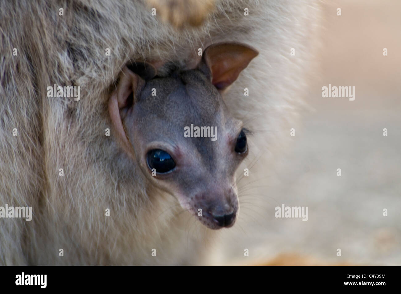 Sans ornement Mareeba rock wallaby (Petrogale inornata) Joey dans le sachet à Granite Gorge, dans le nord du Queensland en Australie Banque D'Images