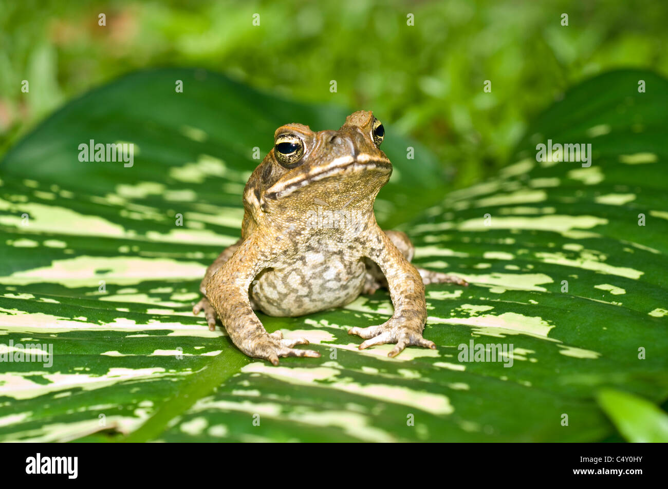 Cane toad (Bufo marinus) dans le Queensland en Australie, où il est une espèce envahissante Banque D'Images