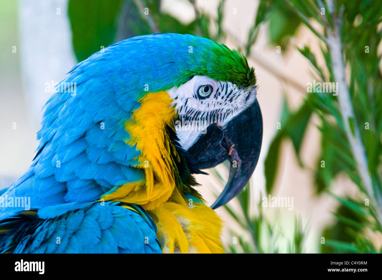 Ara bleu et jaune (Ara ararauna) au zoo tropical de Cairns dans le Queensland en Australie Banque D'Images
