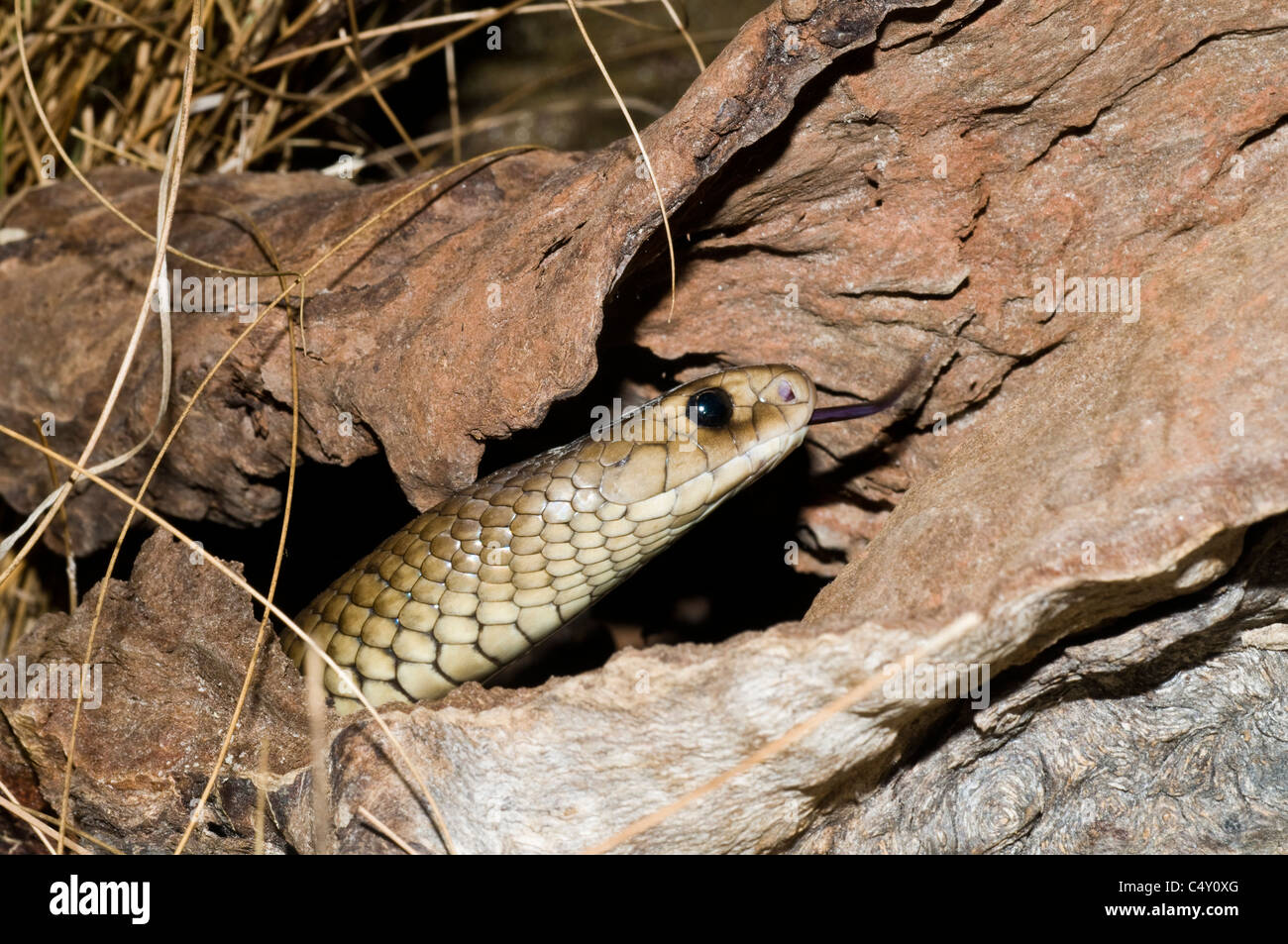 Serpent brun de l'Est (deuxième plus toxiques snake sur terre) dans le zoo tropical de Cairns dans le Queensland en Australie Banque D'Images