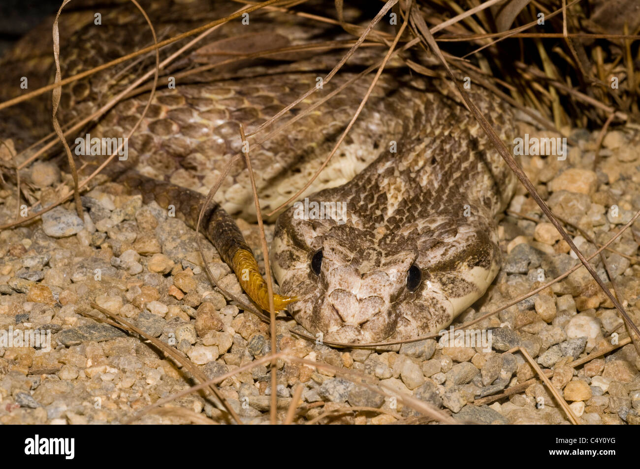 Death Adder commun (Acanthophis antarcticus) dans le zoo tropical de Cairns dans le Queensland en Australie Banque D'Images
