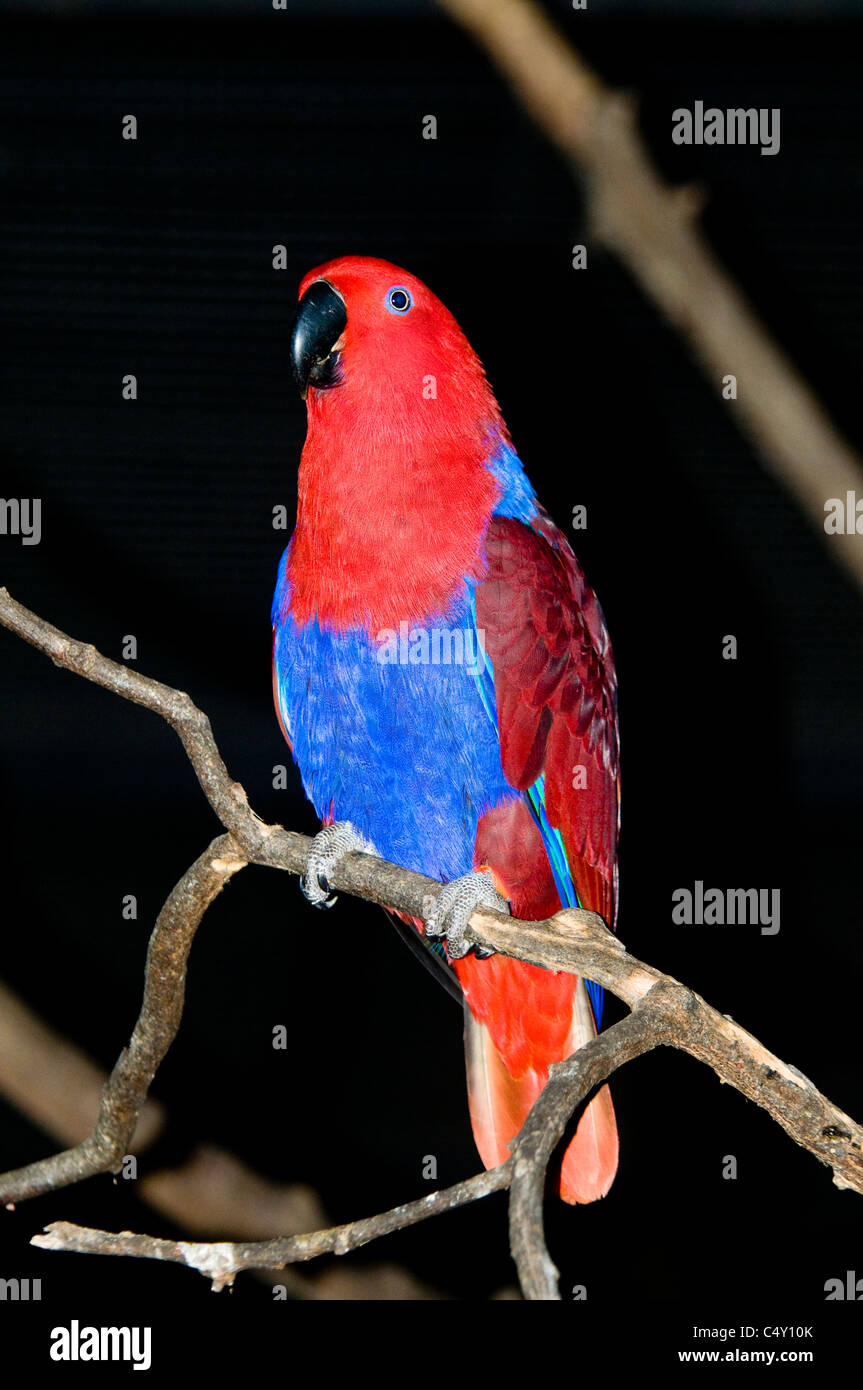 Femelle Eclectus roratus Eclectus parrot () dans le zoo tropical de Cairns dans le Queensland en Australie Banque D'Images