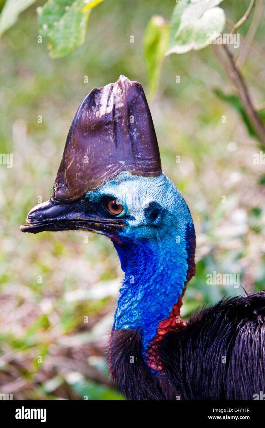 Le sud de Cassowary (IUCN red-classée vulnérable) au zoo tropical de Cairns dans le Queensland en Australie Banque D'Images