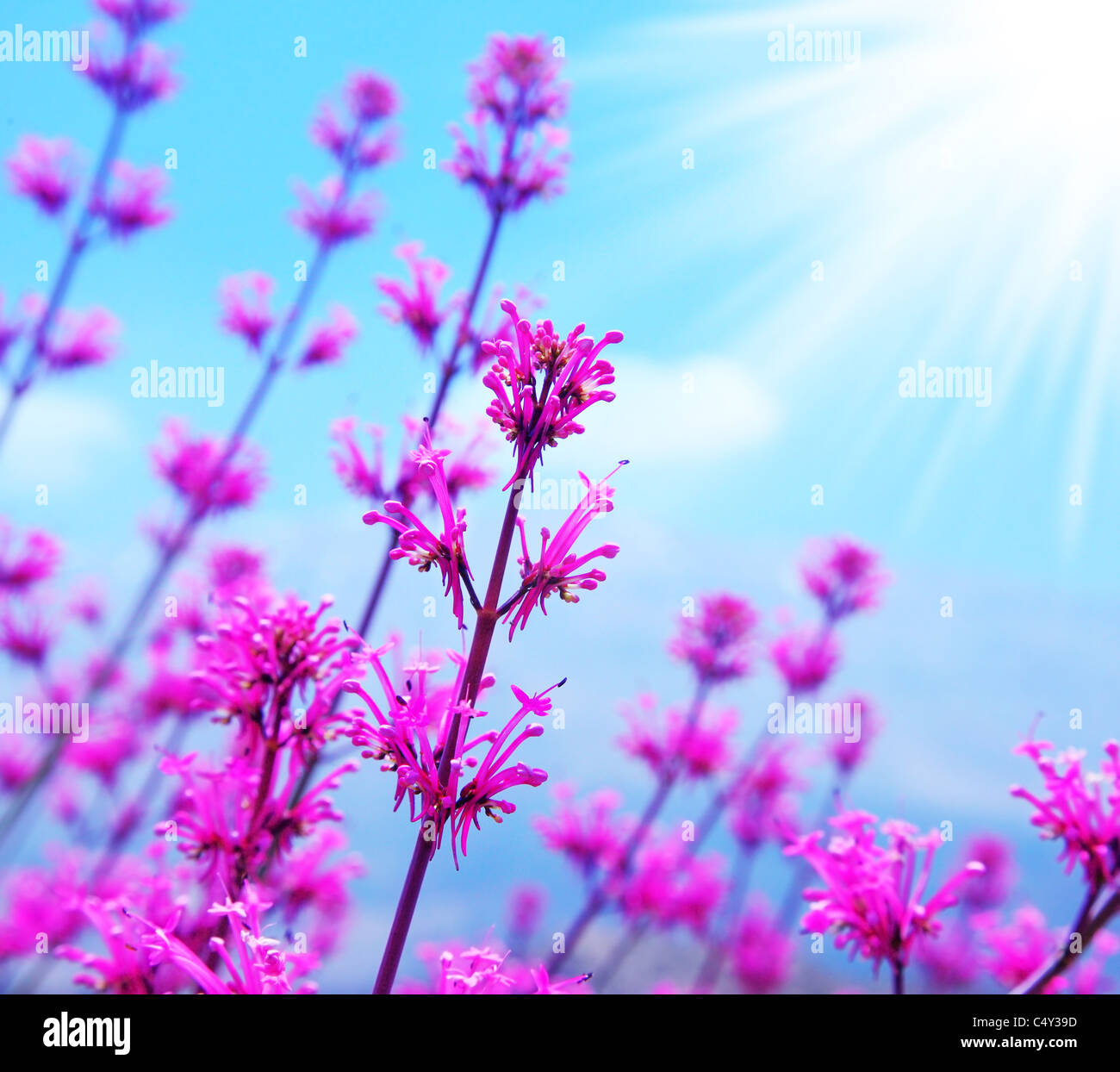 Champ de fleurs printemps rose, fond abstrait avec ciel bleu et soleil Banque D'Images