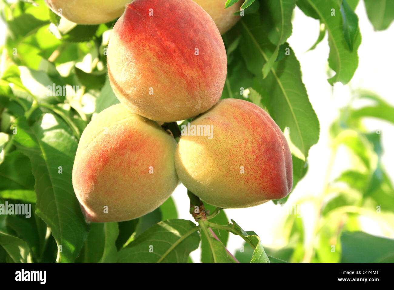 Trois pêches mûres sur l'arbre. Banque D'Images