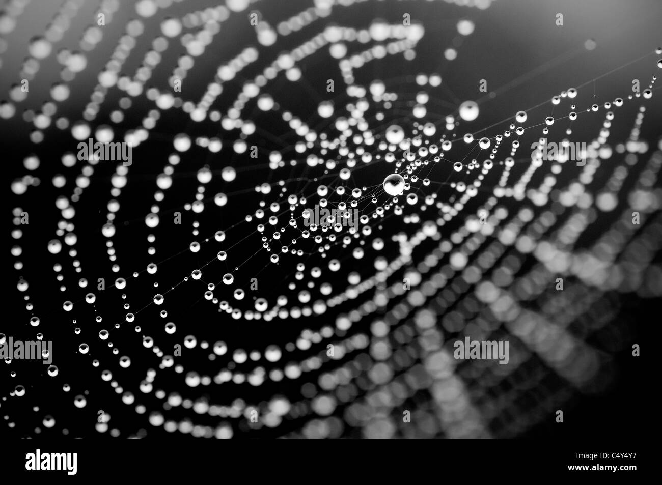 Spiders web avec la rosée du matin, Spider web, gouttes, perles, noir, arrière-plan, spin Banque D'Images