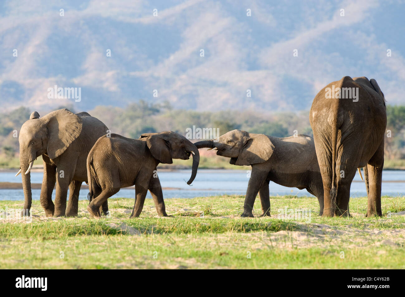 L'éléphant d'Afrique Loxodonta africana vu dans Mana Pools National Park, Zimbabwe Banque D'Images