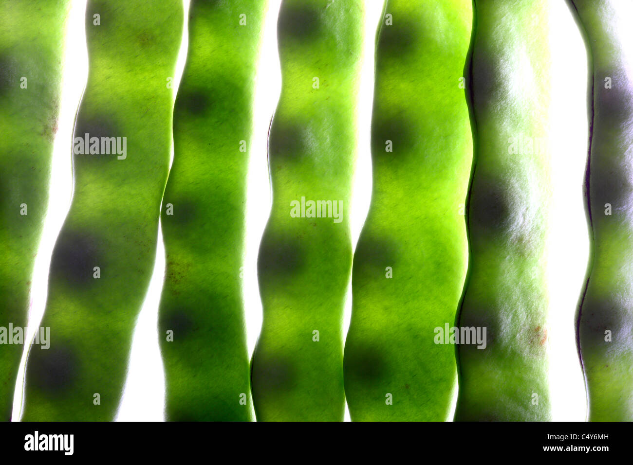 Légumes, haricots verts, haricots. Banque D'Images
