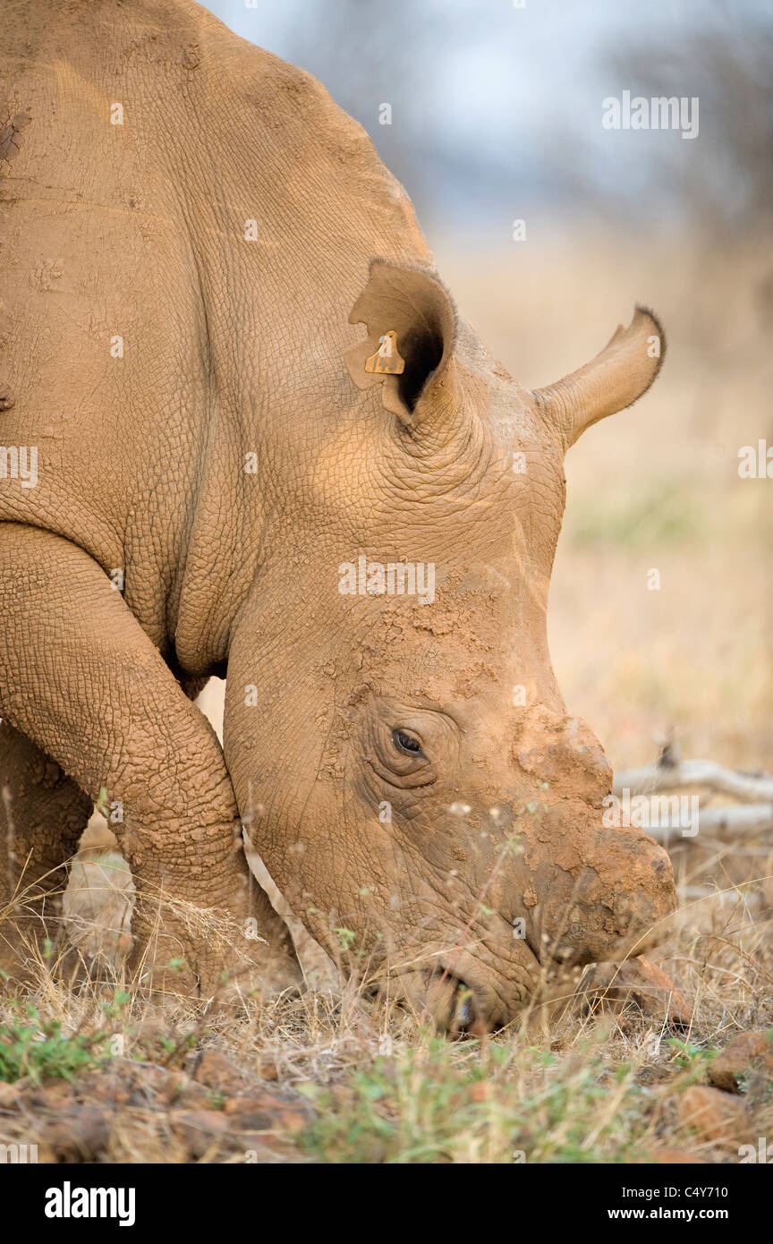 White Rhino, Seratotherium simum, paît dans Mturikwe Zimbabwe's Lake National Park Banque D'Images