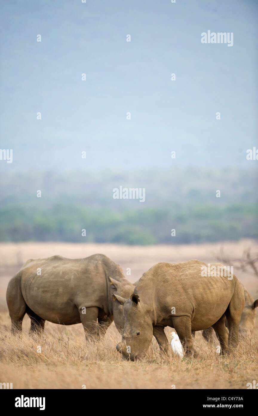 White Rhino, Seratotherium simum, paît dans Mturikwe Zimbabwe's Lake National Park Banque D'Images