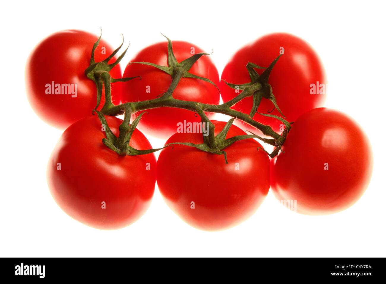 Tomate rouge, légumes, tomates mûries sur pied. Banque D'Images