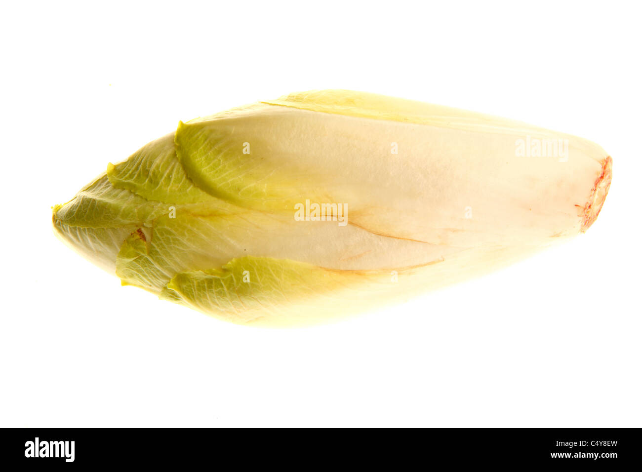 Chicorée, endive, salade. Banque D'Images