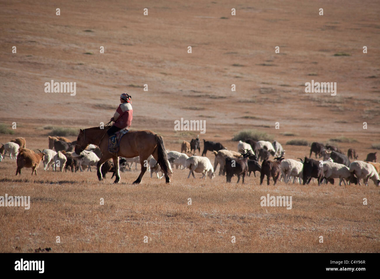 Les steppes mongoles, les tribus nomades avec le bétail. Banque D'Images