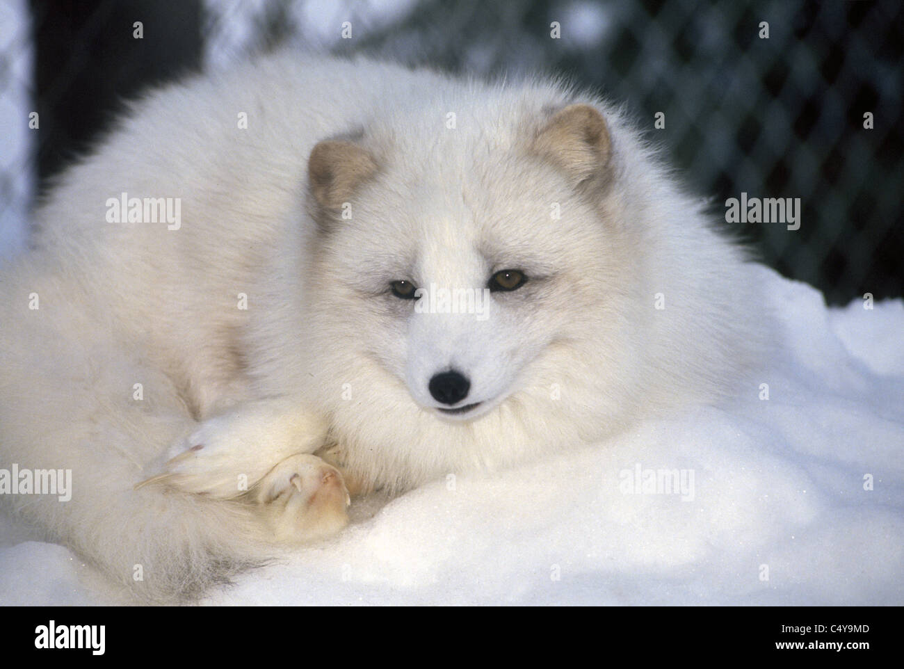 Le renard arctique change de couleur avec les saisons et son pelage devient blanc en hiver pour se fondre avec la neige, comme ici dans un zoo à Anchorage, Alaska, USA. Banque D'Images