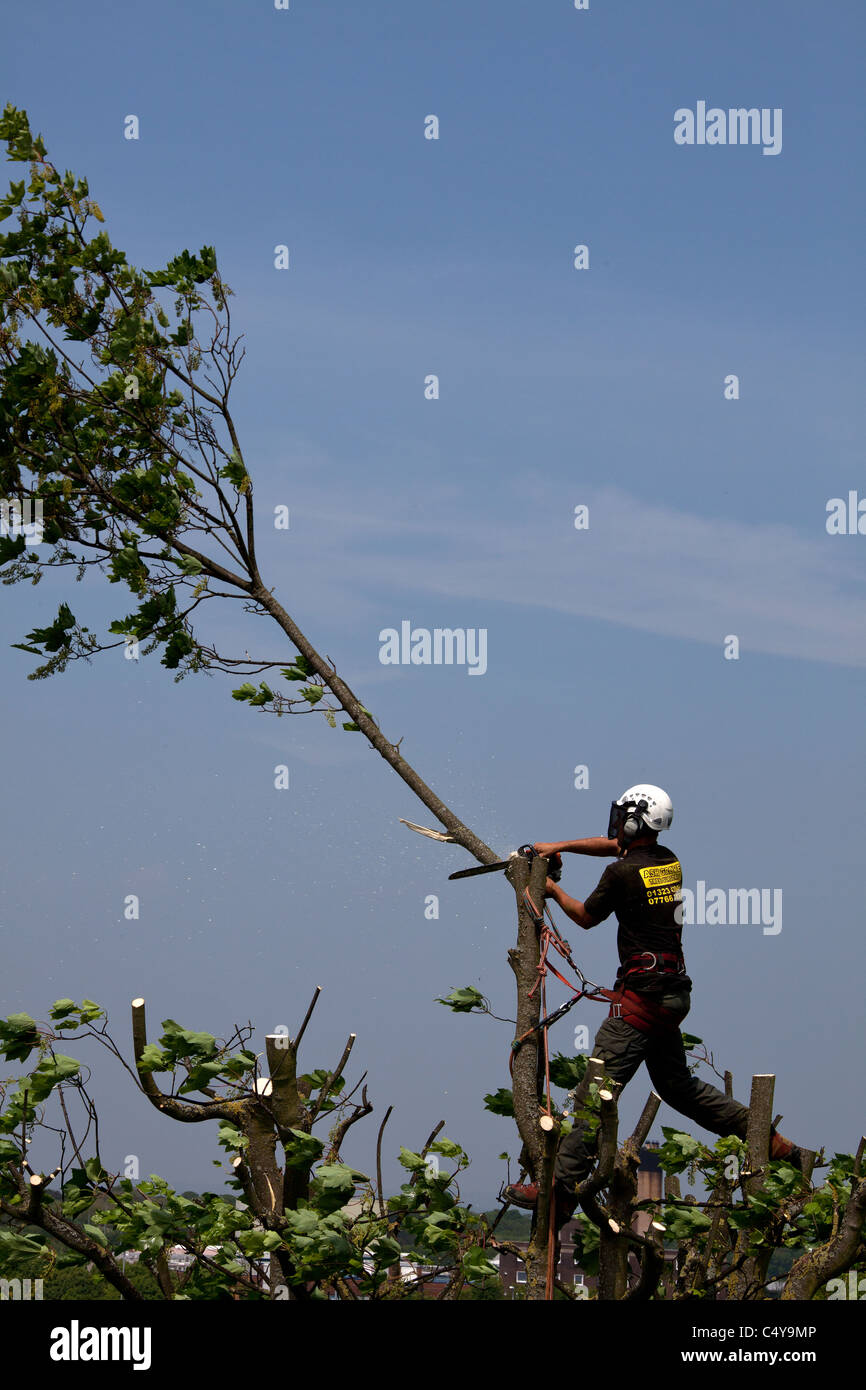 Chirurgie des arbres Banque D'Images