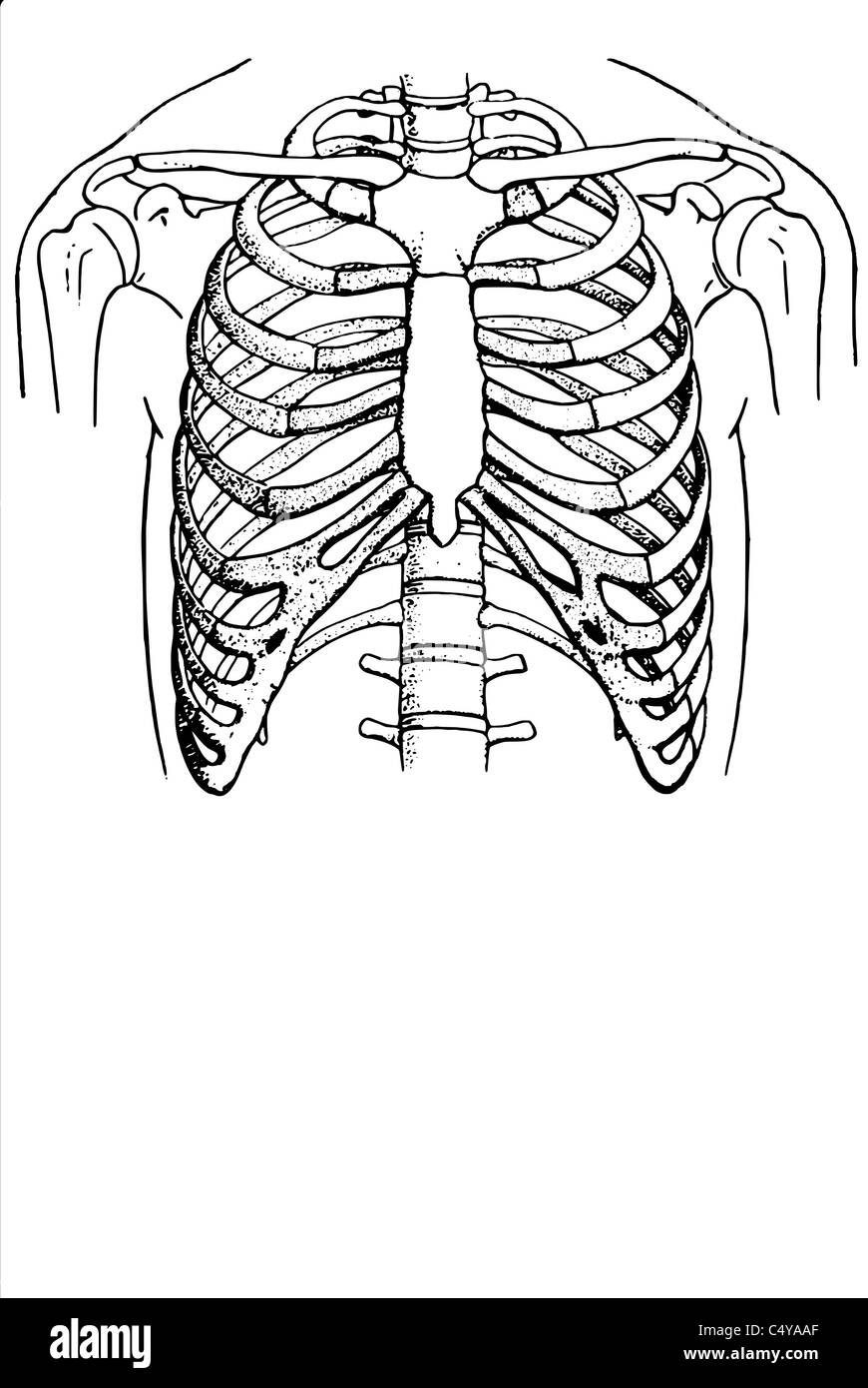Côtes du thorax humain Banque D'Images