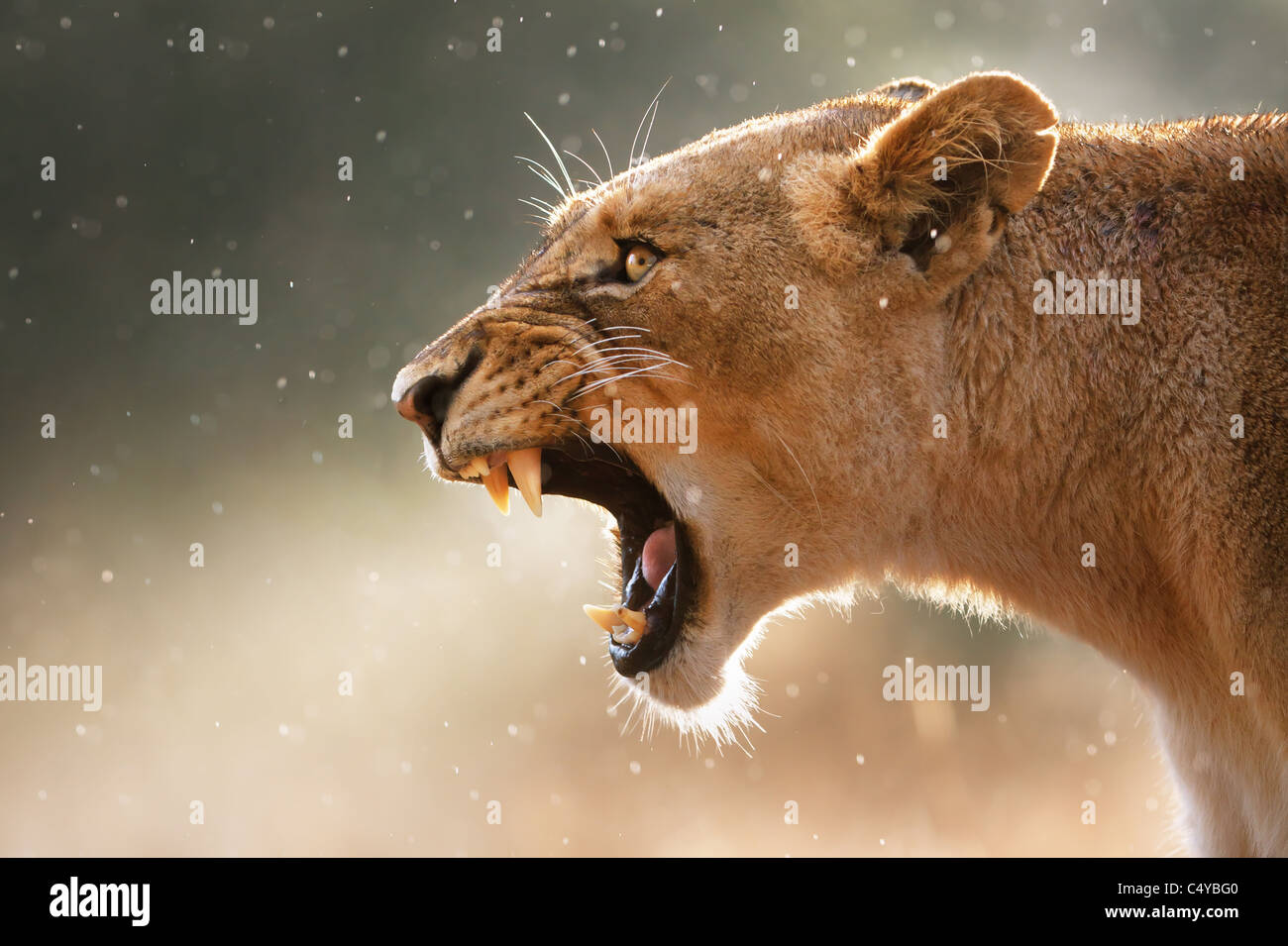 Lionne dents dangereux affiche lors d'une faible averse - Parc National Kruger - Afrique du Sud Banque D'Images