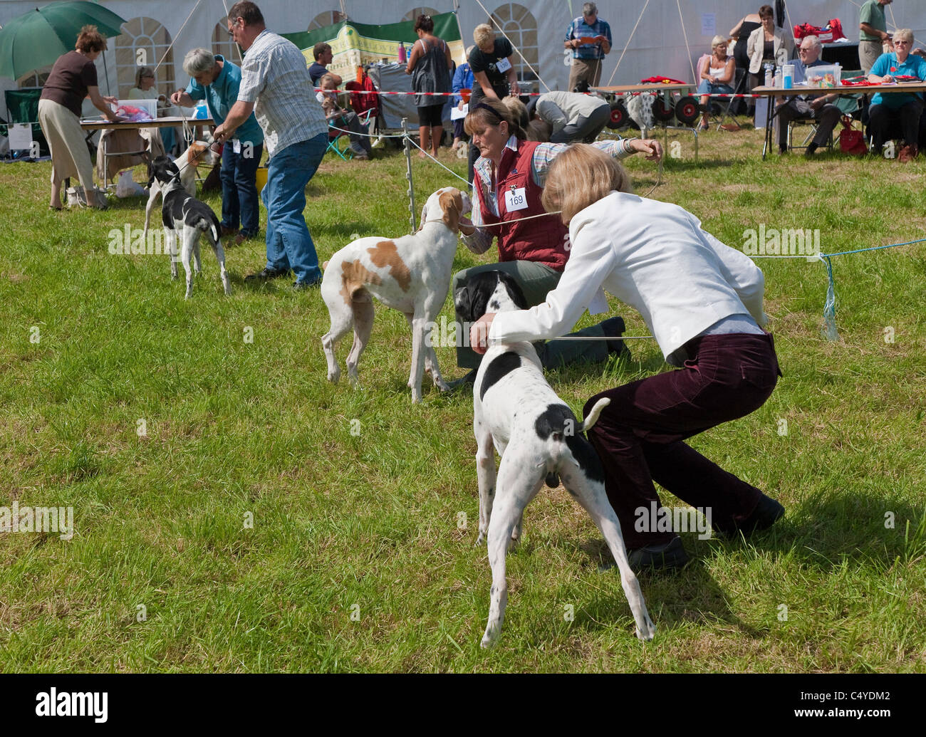 Venus DANS LE PAYS DE GALLES MONMOUTHSHIRE CHEPSTOW SHOW AGRICOLE UK Banque D'Images