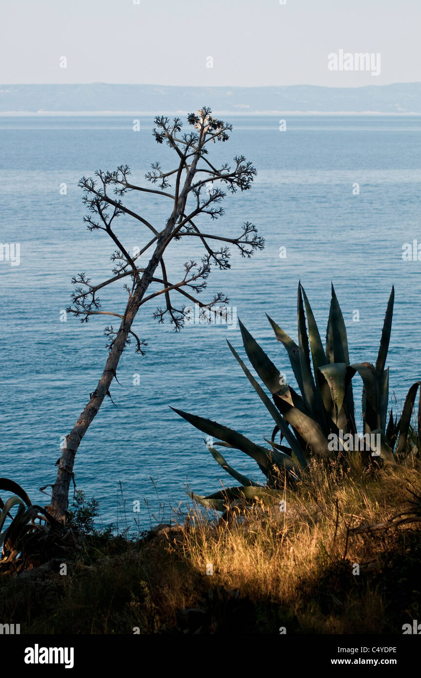 Agave avec grande tige, Makarska, Croatie Banque D'Images