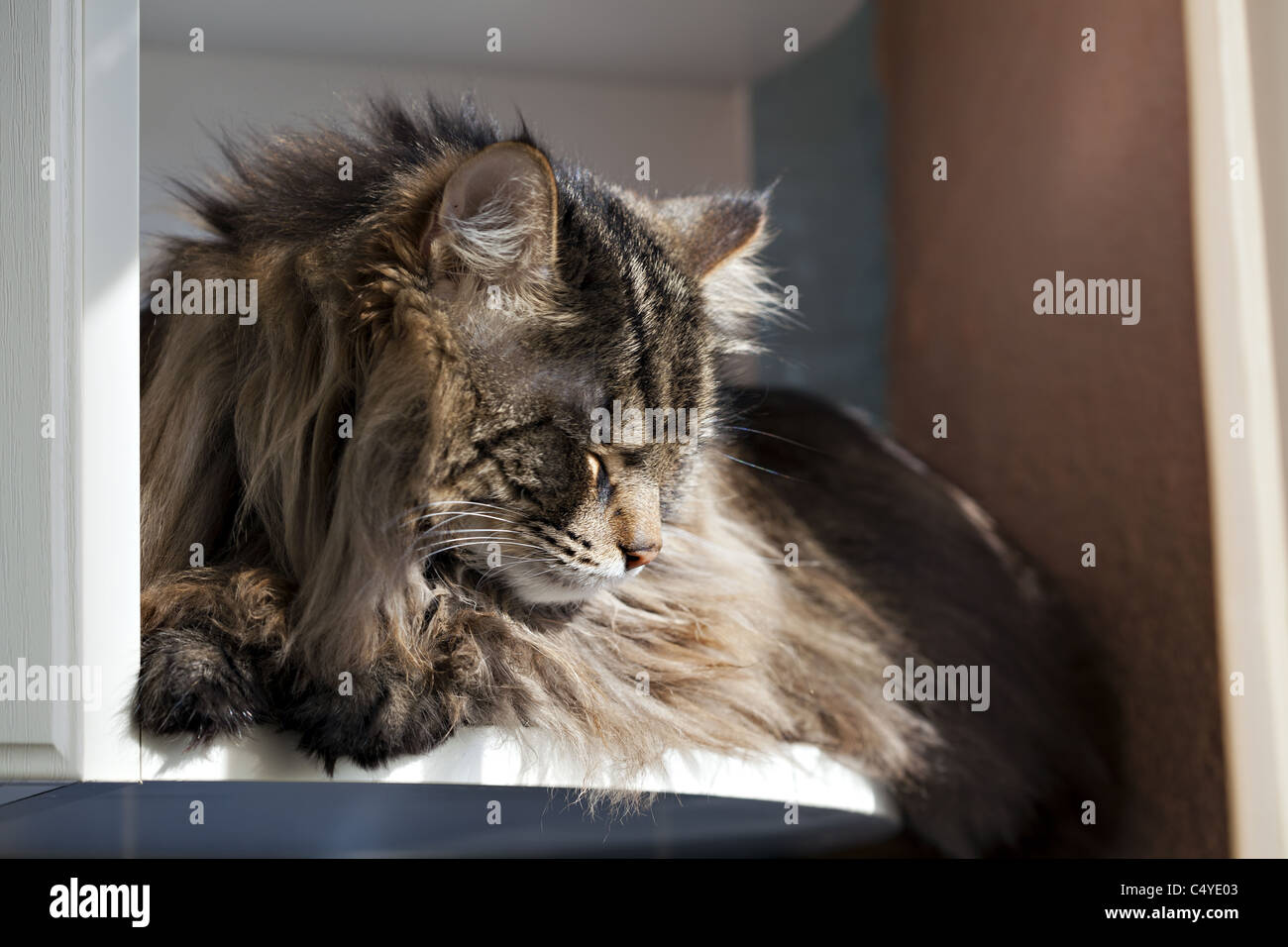 Close-up portrait of Siberian cat Banque D'Images